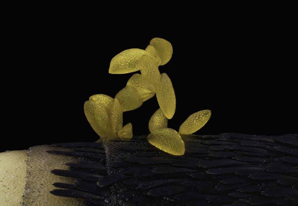 Pollen on a butterfly antenna