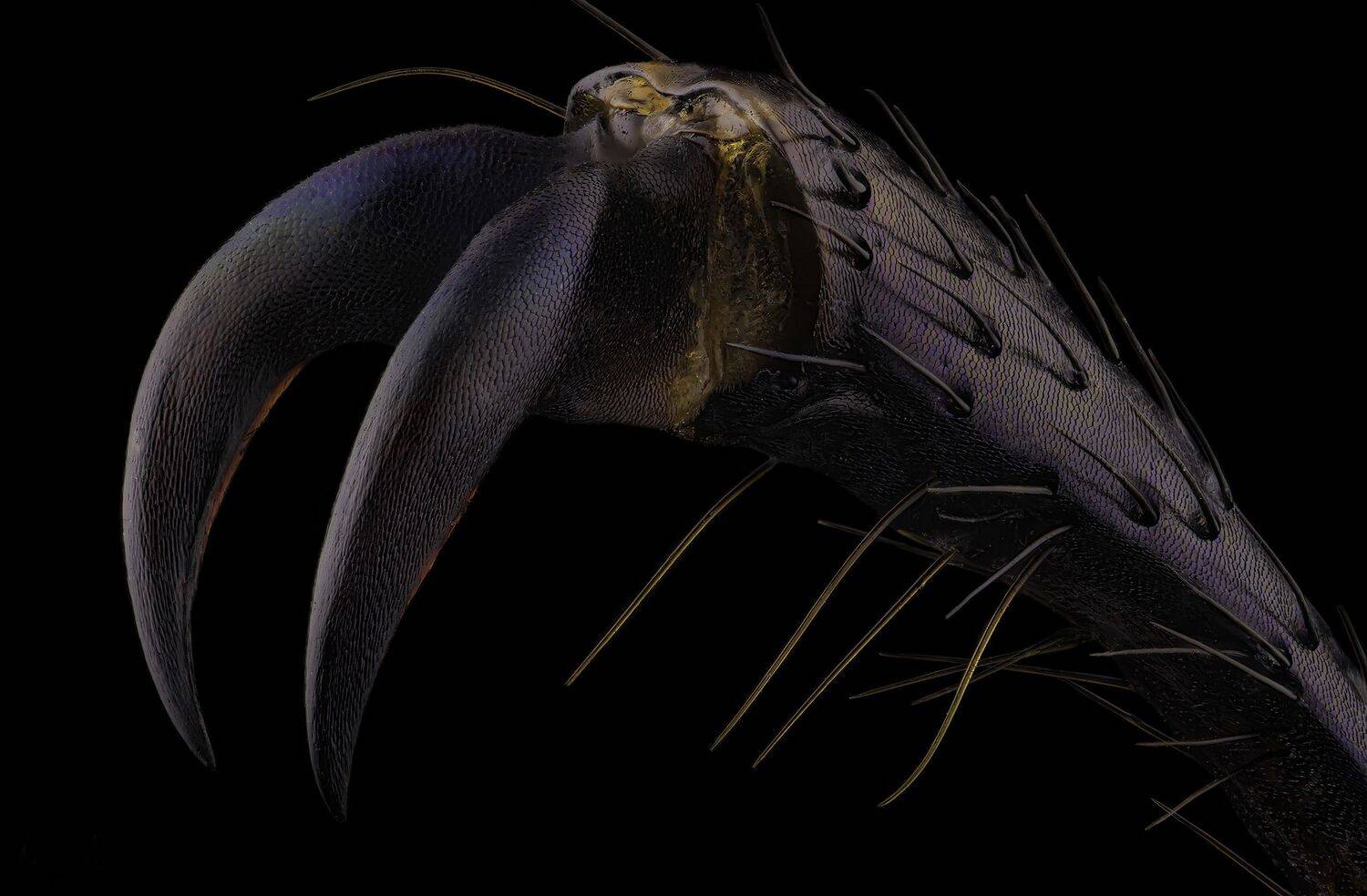 Claw of the beetle Chrysochroa buqueti