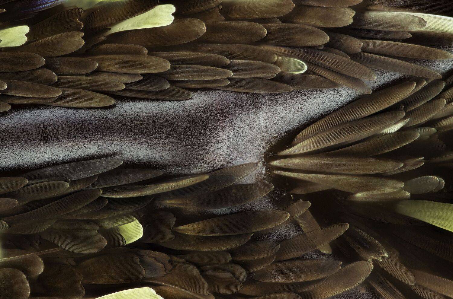 Butterfly Wing Papilio Palinurus