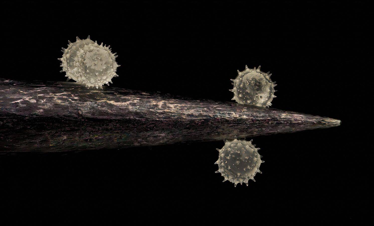 Pollen on an entomological needle Pollen on an entomological needle