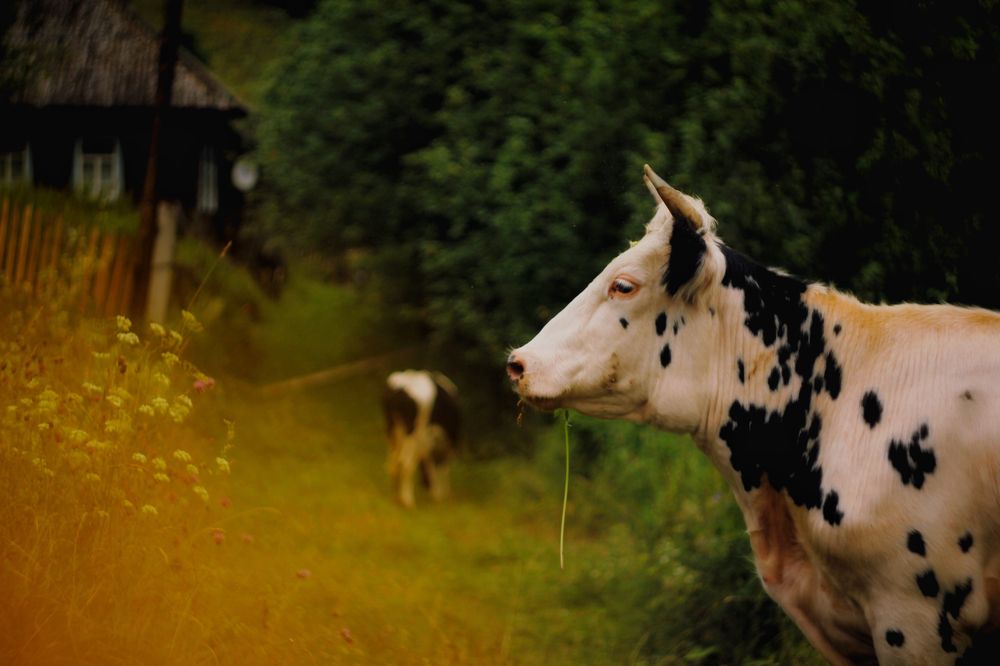 Фотография автора Виктория
