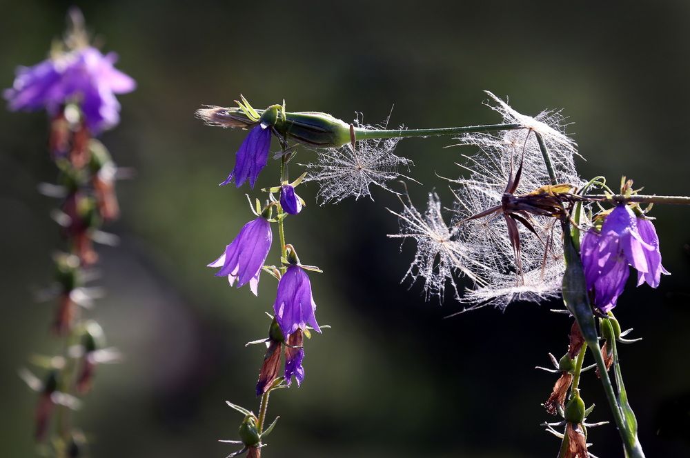 Фотография автора Бибичков Михаил