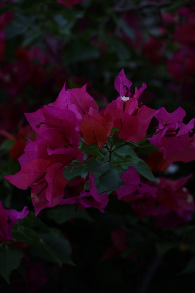 Photograph by DH33RAJ RAJ3SH