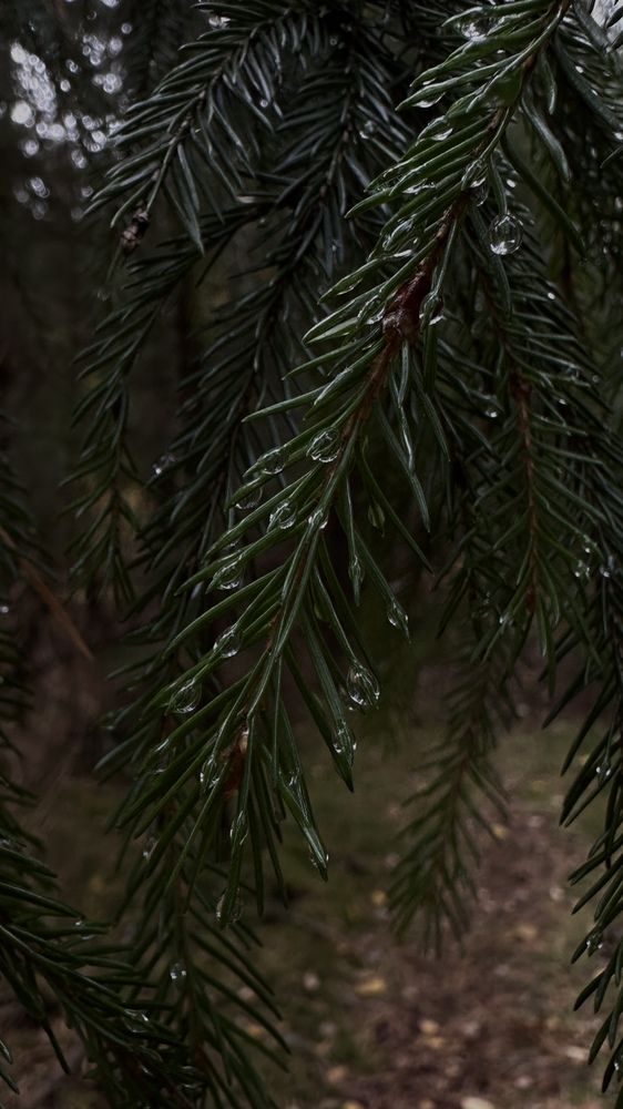 Photograph by Татьяна Веселова