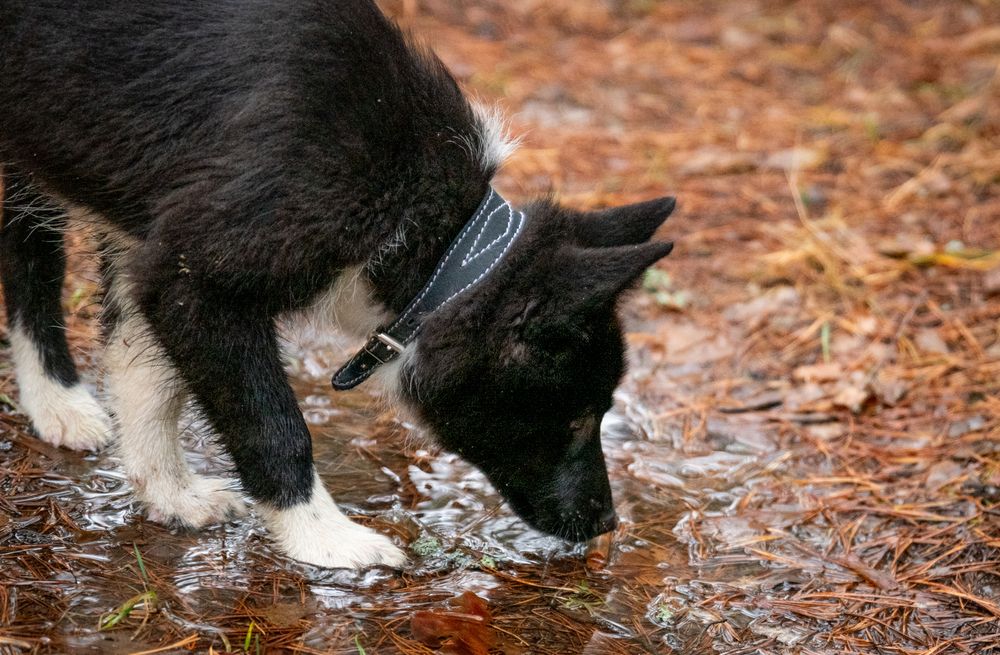 Photograph by Людмила Заботина