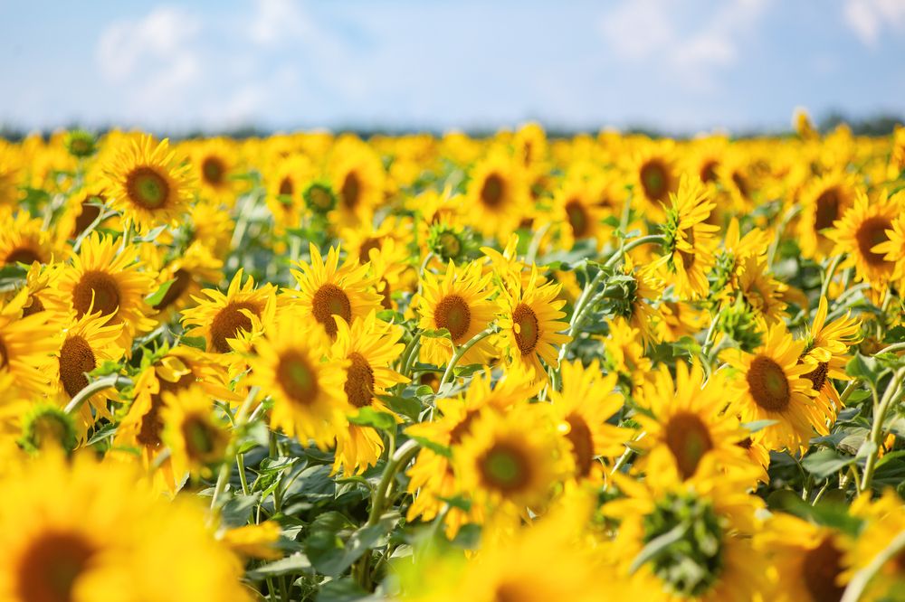 Photograph by Nikolay