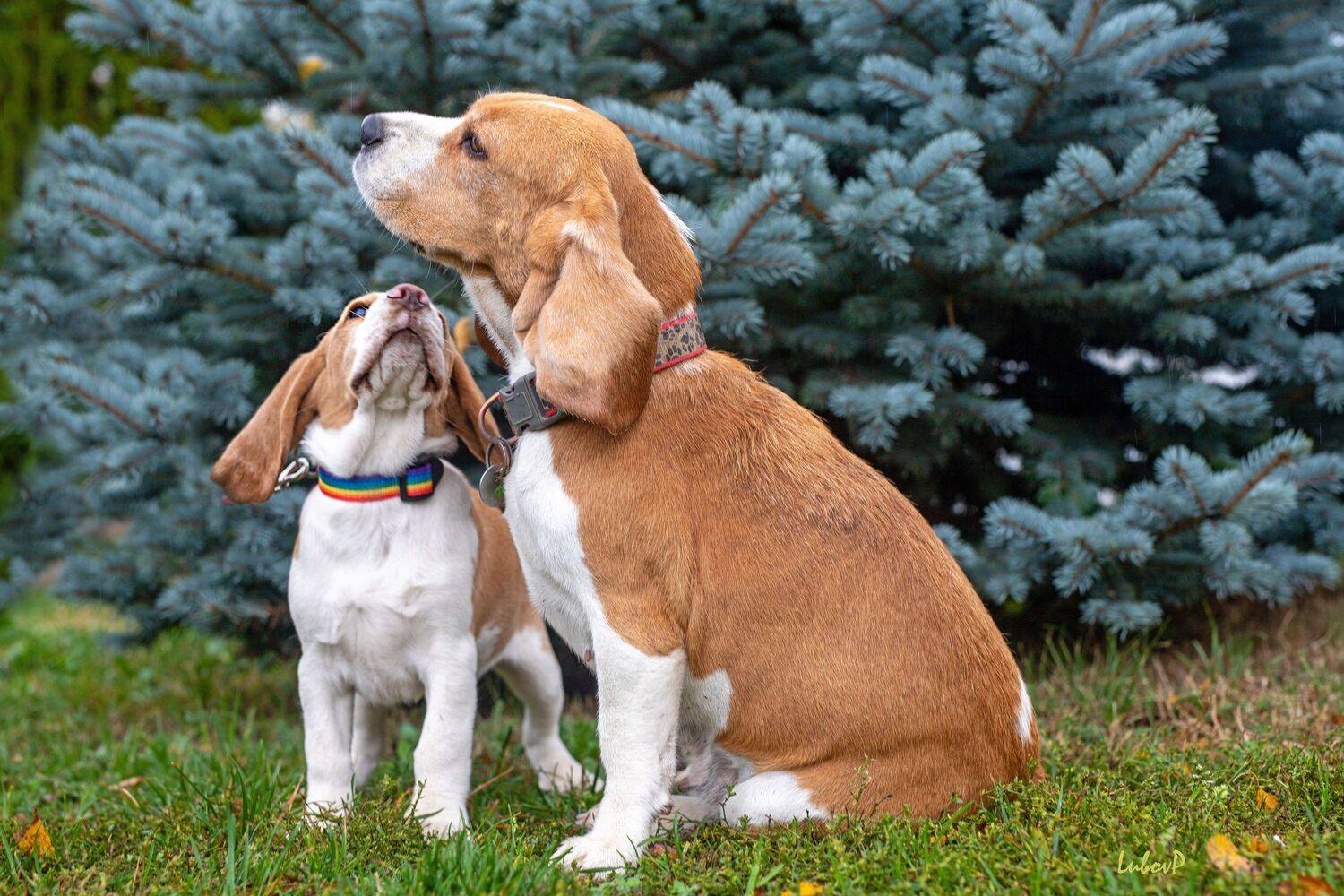 Под маминым крылом