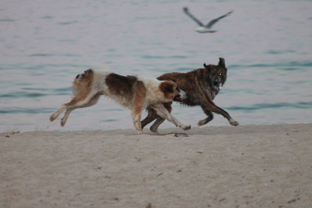 Photograph by Ljiljana Nedeljković