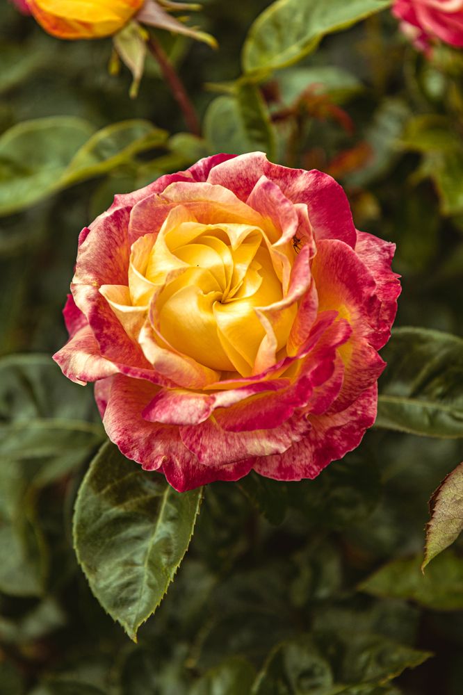 Photograph by Сергей Аникушин