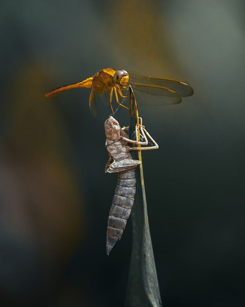 Photograph by Dino Von Valen