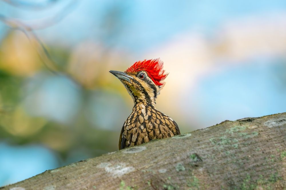 Common Flameback