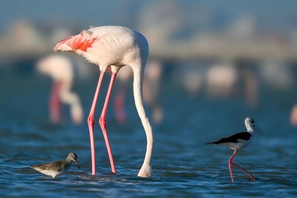 Photograph by Maghsoud Moradi