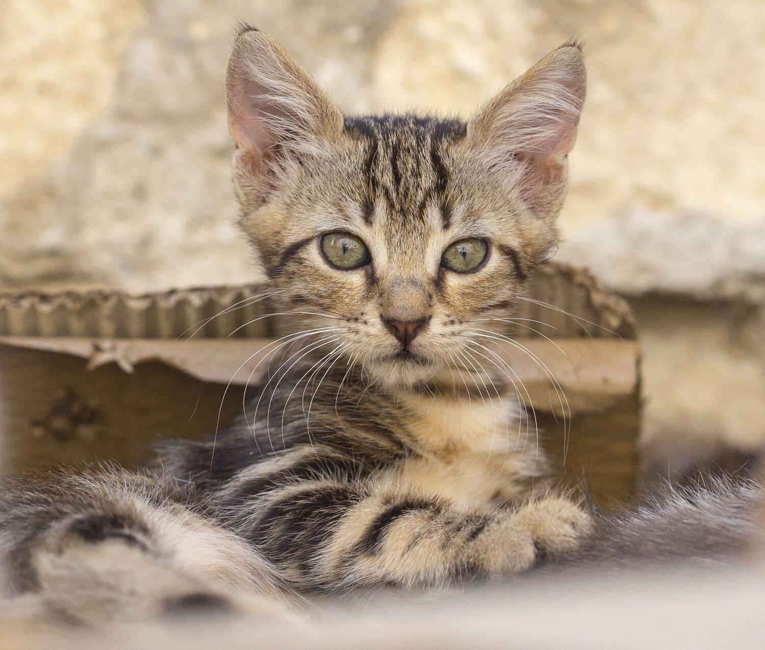 Беспризорник Беспризорник