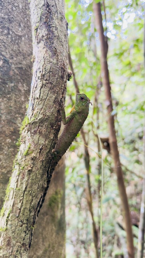 Lizard @ Sinharaja Rain Forest