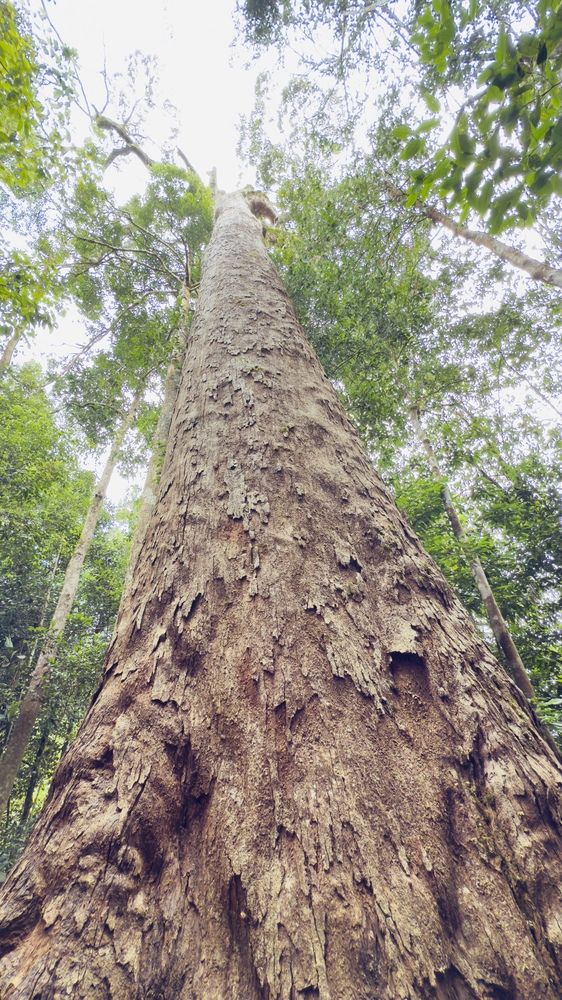 Giant Nawada Tree @ Sinharaja Rain Forest