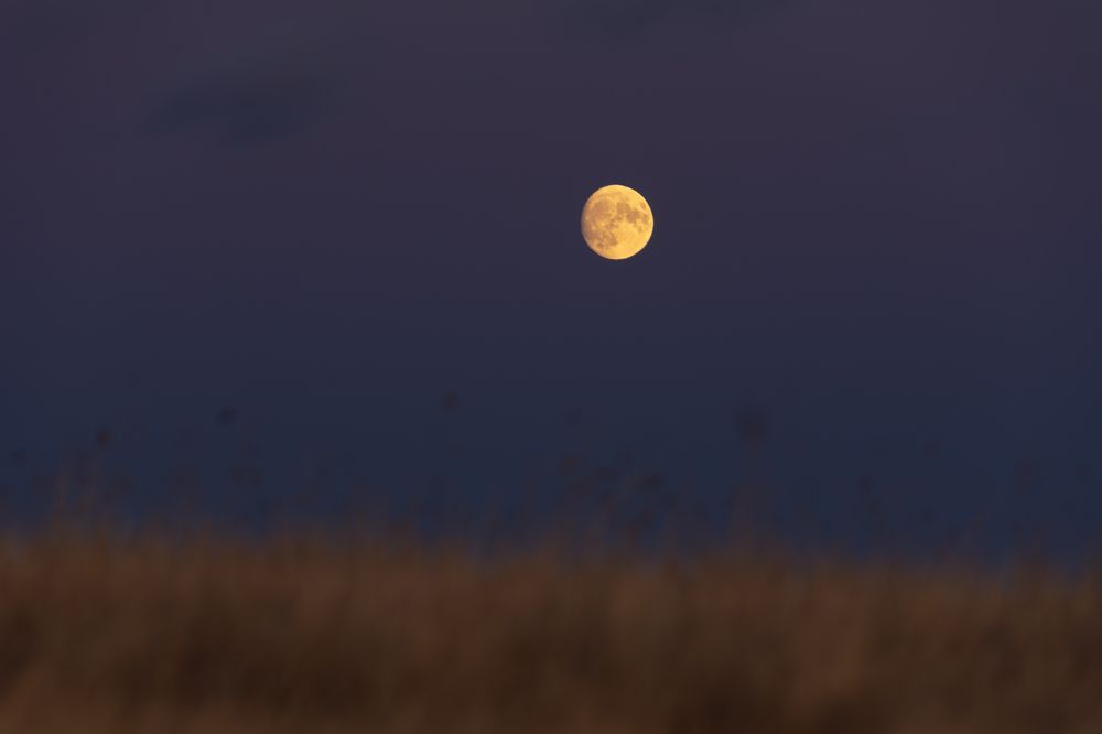 Photograph by Елена Вторушина