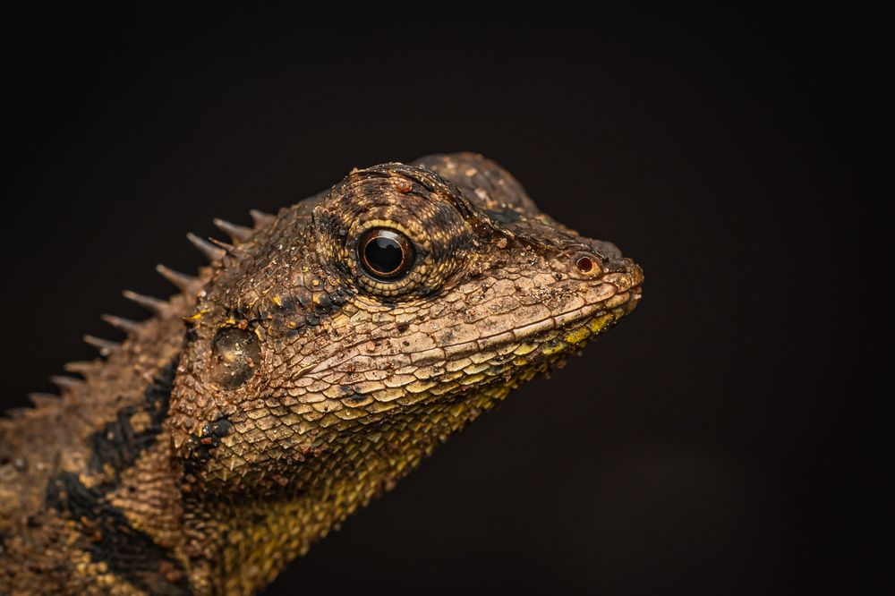 Photograph by Hardik Shah