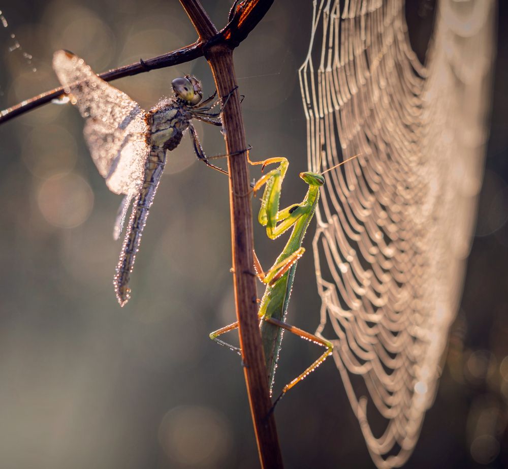 Photograph by Владлена Лапшина