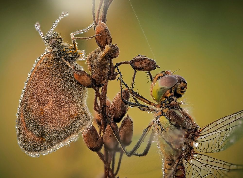 Photograph by Владлена Лапшина