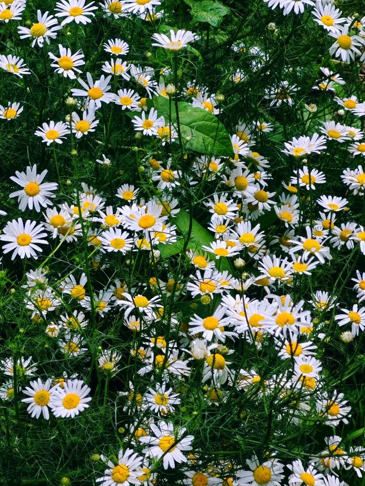 Фотография автора Наталья Шендяпина