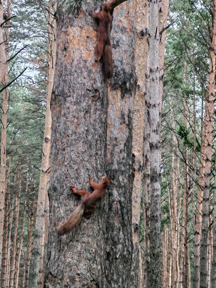 Фотография автора Наталья Шендяпина