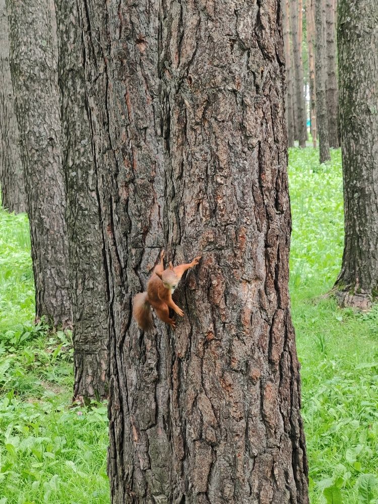 Фотография автора Наталья Шендяпина