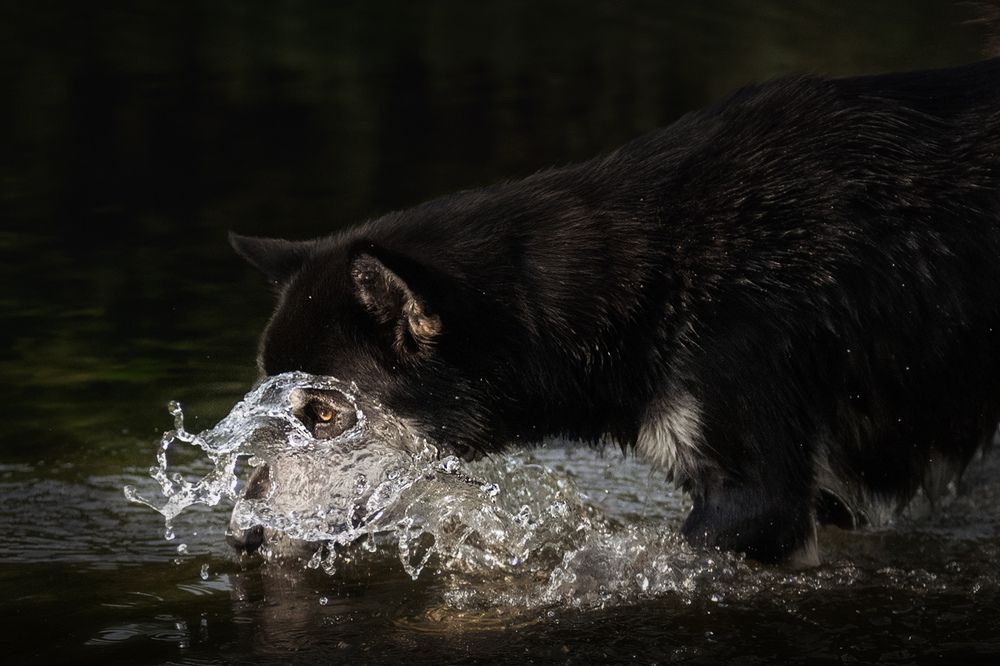 Photograph by Chantal Levesque