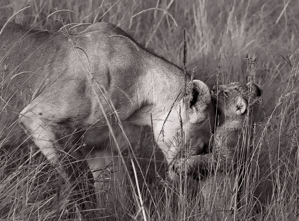 The bond of affection!