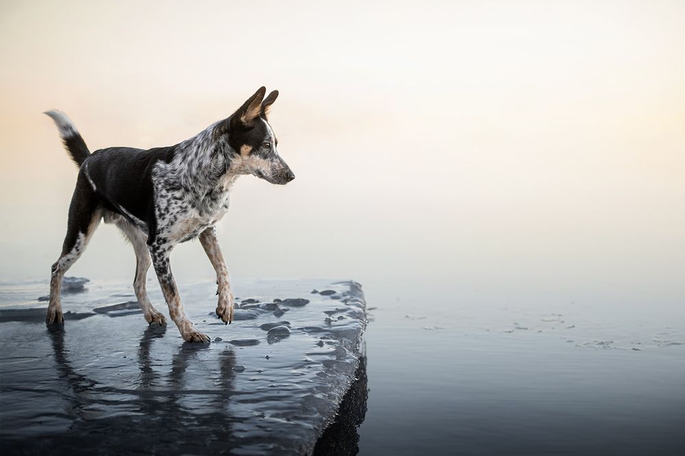 Photograph by Chantal Levesque