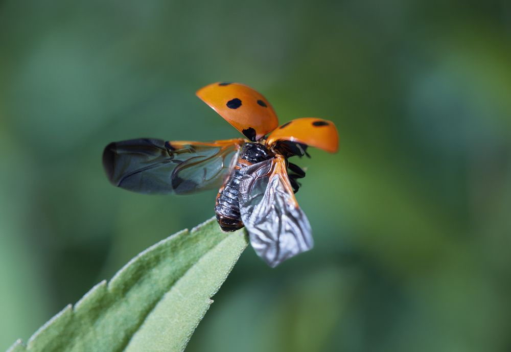 Photograph by Prometej