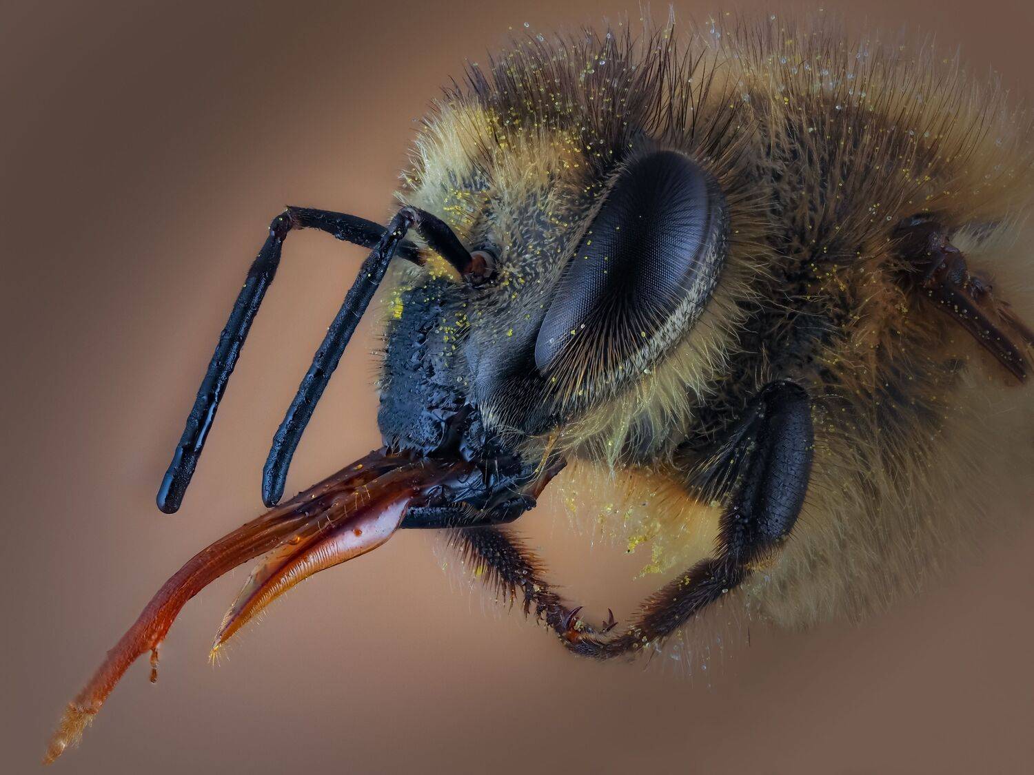 Фотография #12448674