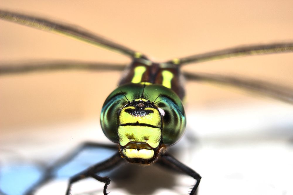 Фотография автора Наталия Мащенко