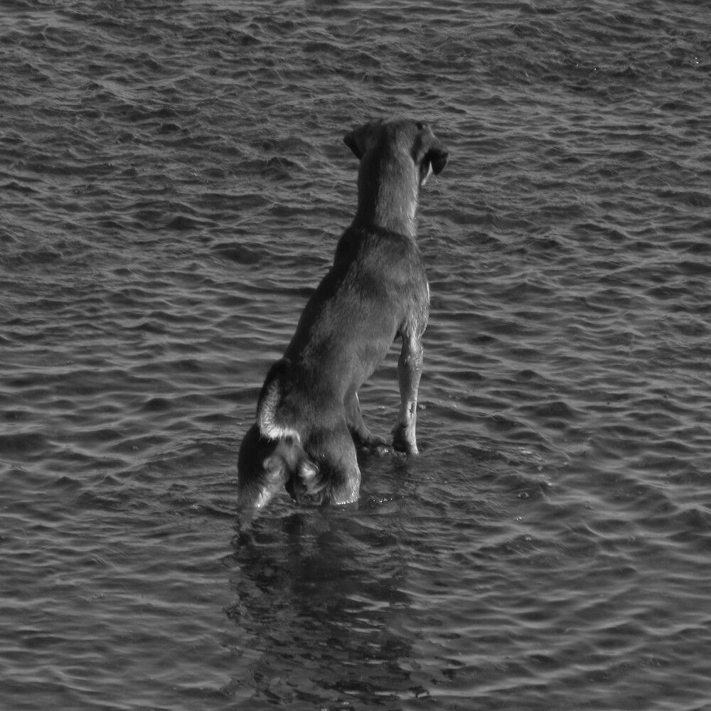 Photo #12448771