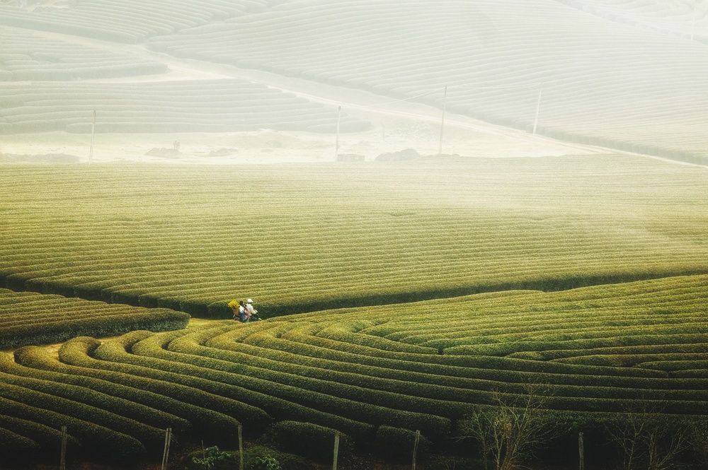 Moc Chau Tea Fields