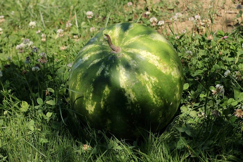 Photograph by Елена