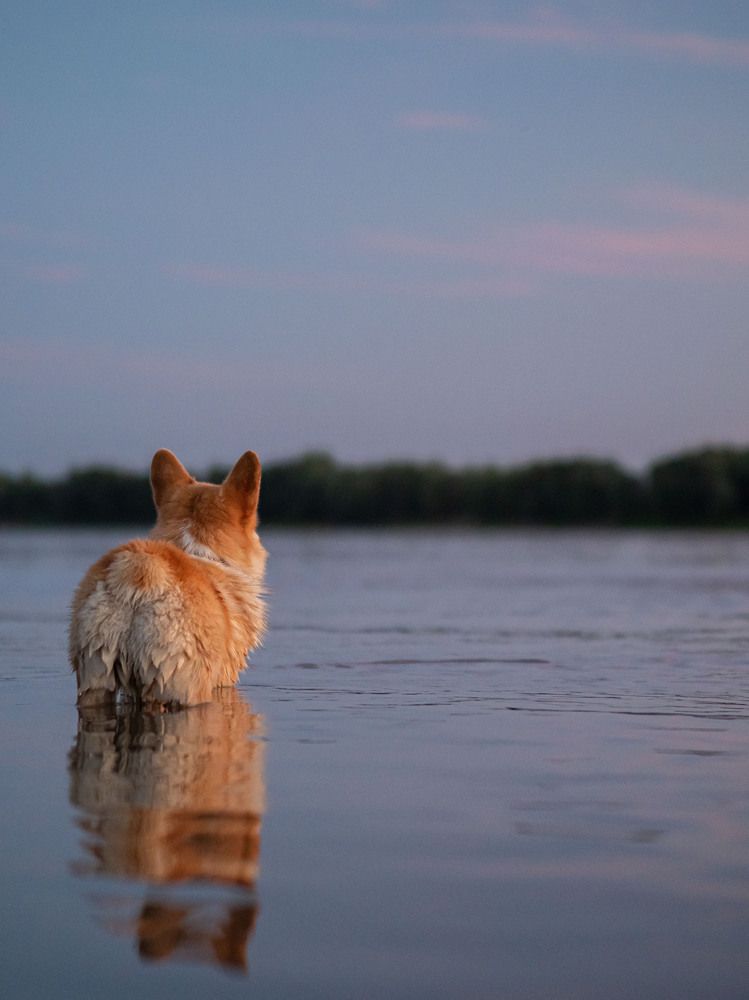 Фотография автора Доляна Горохова