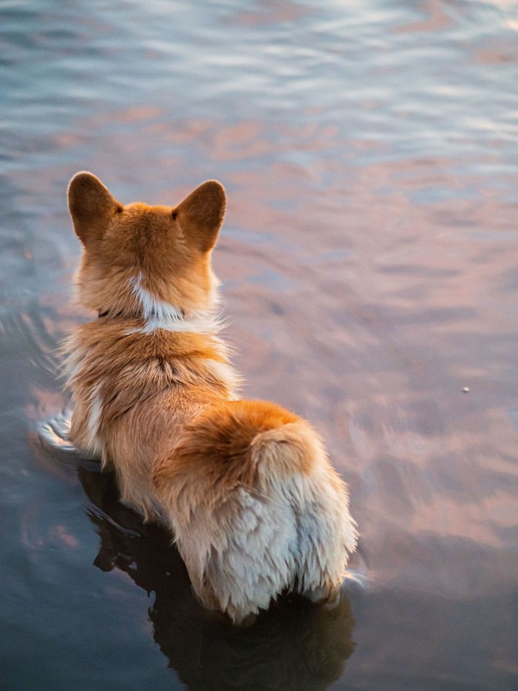 Фотография автора Доляна Горохова