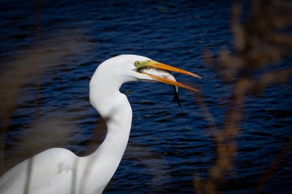 Photograph by KOHAGI