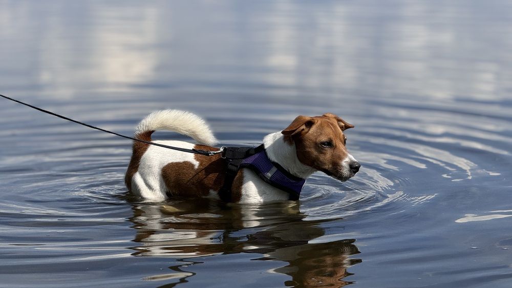 Рассел Терьер