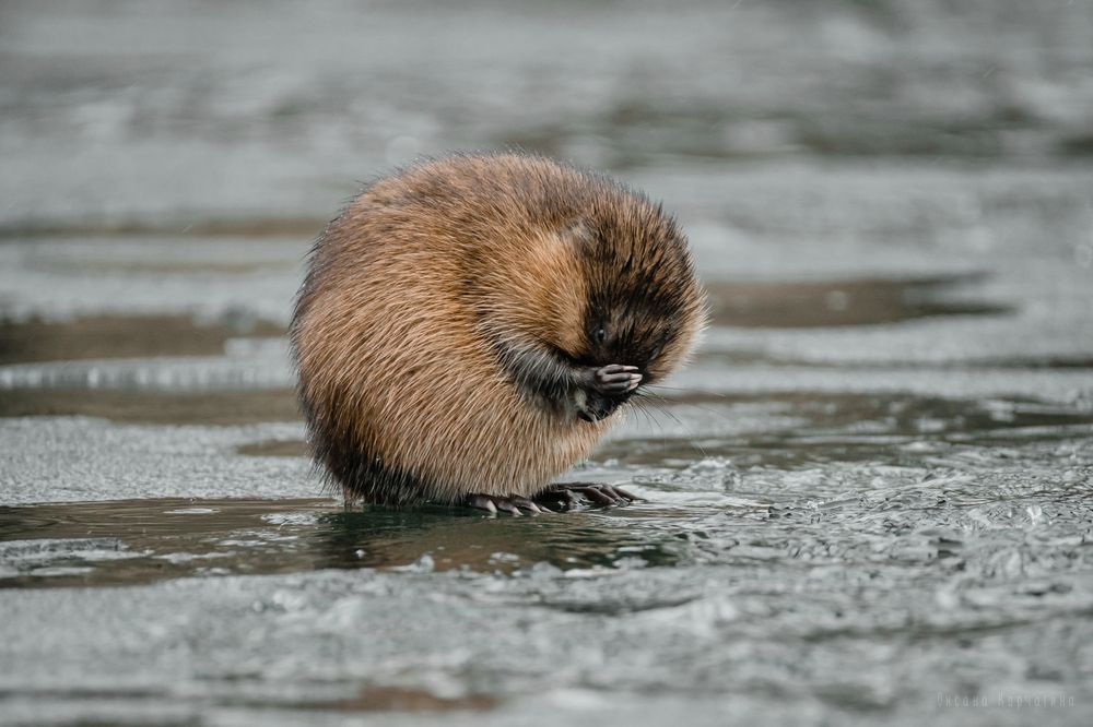 Photograph by Корчагина Оксана