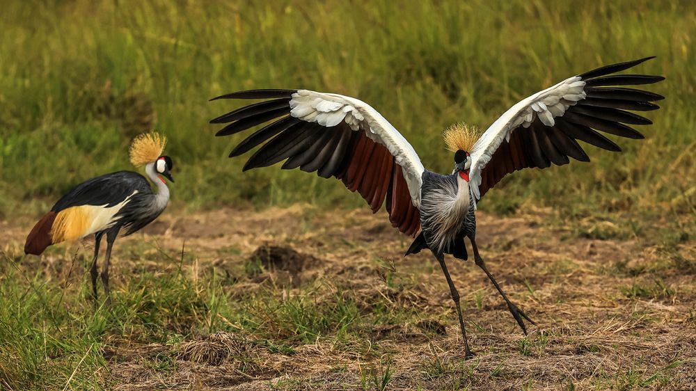 Courtship of the Cranes!