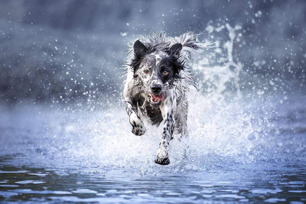 Photograph by Alessandro Grandoni