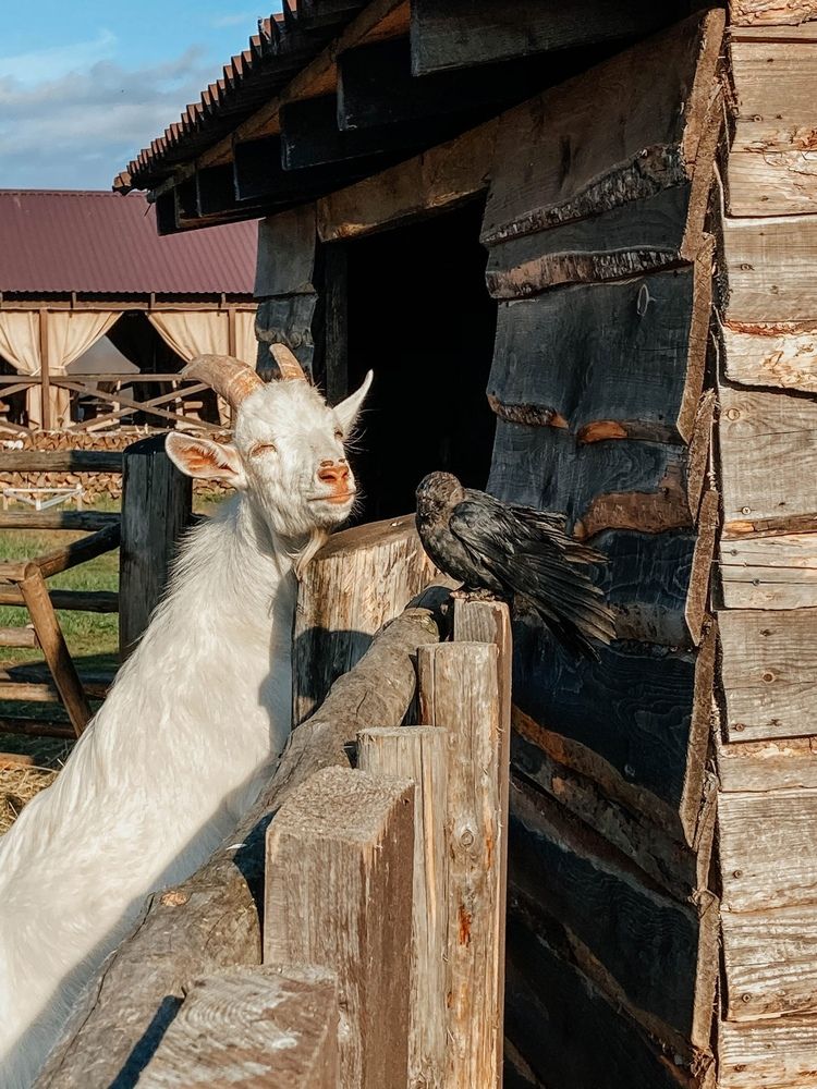 Photograph by Анастасия Лидяева