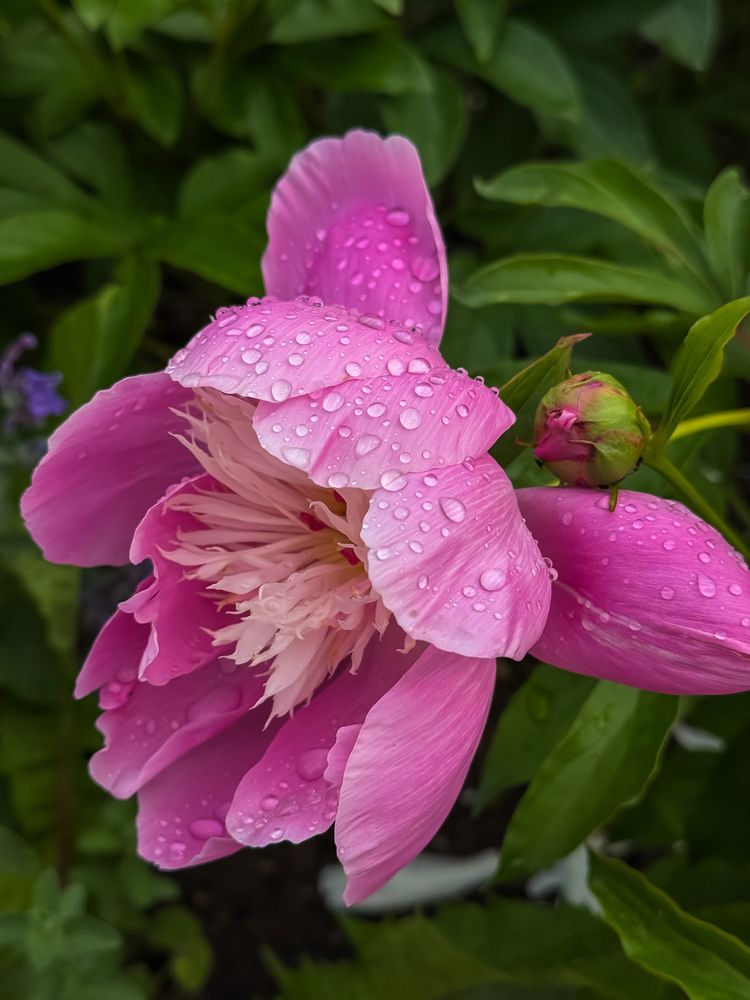 Photograph by Михаил Сорокин