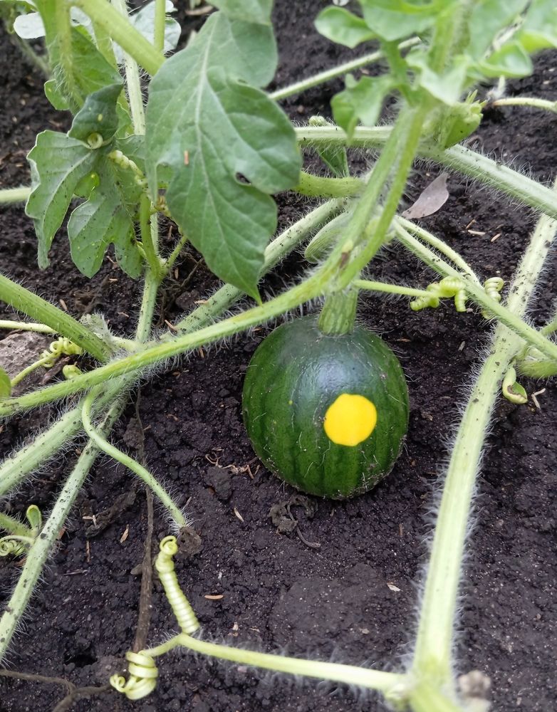 Photograph by Елена Коробченко