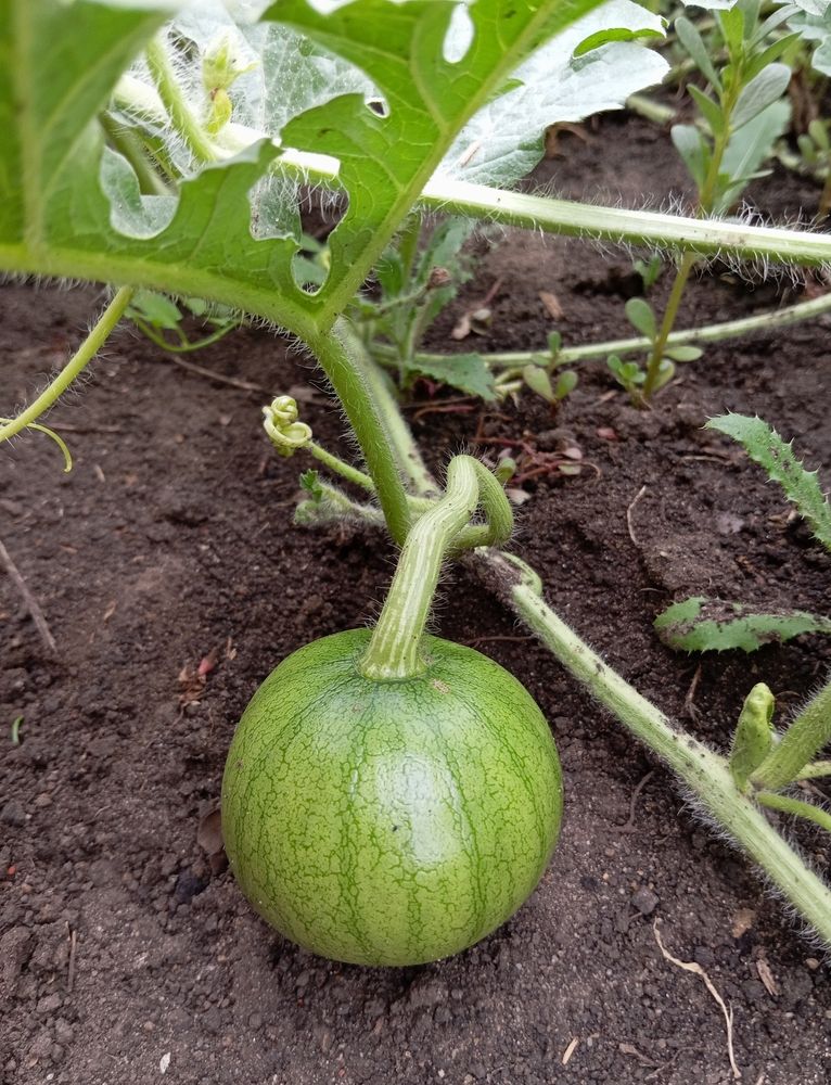 Photograph by Елена Коробченко