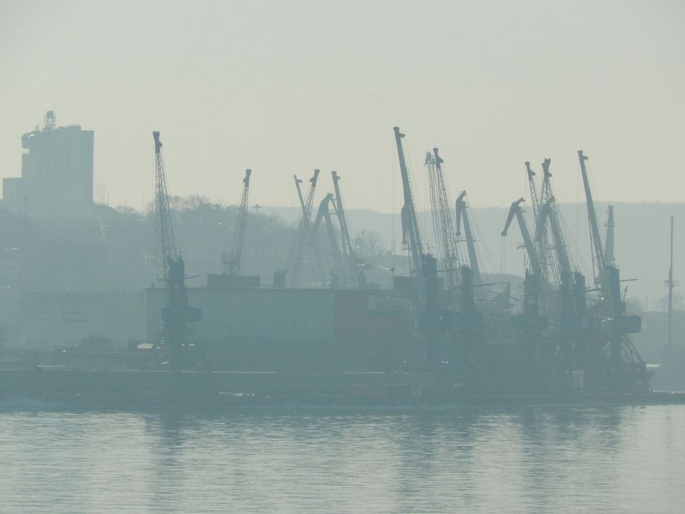 Морские жирафы рыбного порта.