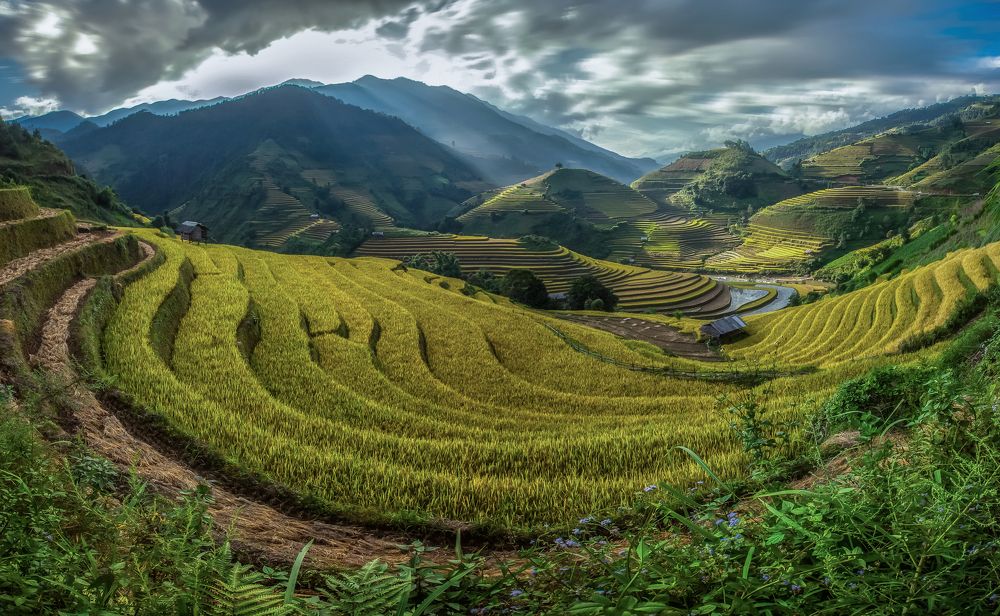 Beautiful Rice Terraces, South East Asia