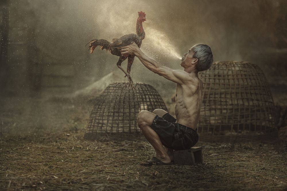 Man cleaning Thai gamecock.