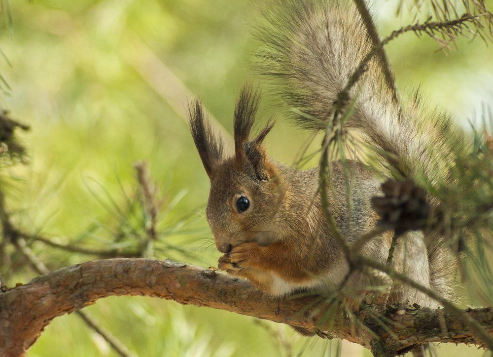 Замаскировалась